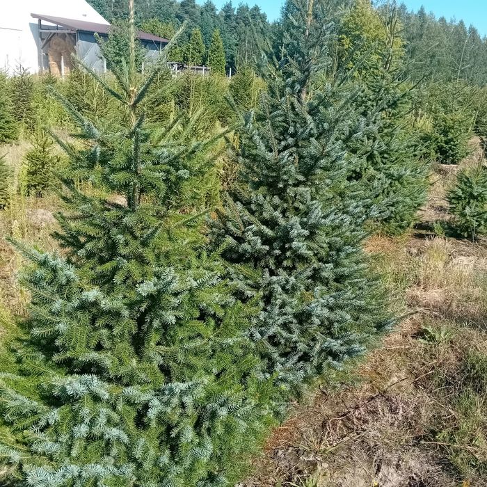 Tuja kórnik szmaragd braband blue arrov globosa swierk  jodła