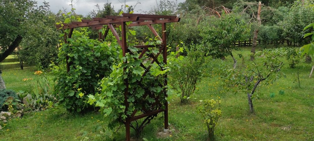 Pergola pod winogron