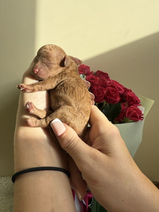 Мультипу 2 міс чіп