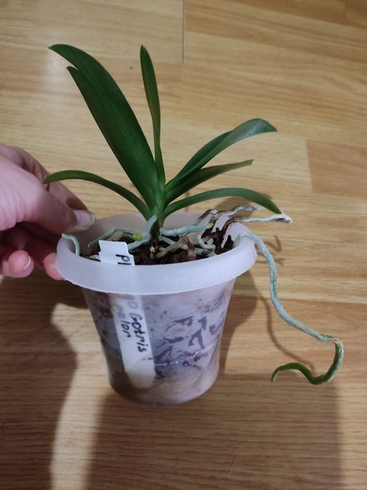 Фаленопсиси Sogo Gotris pelor і звичайна