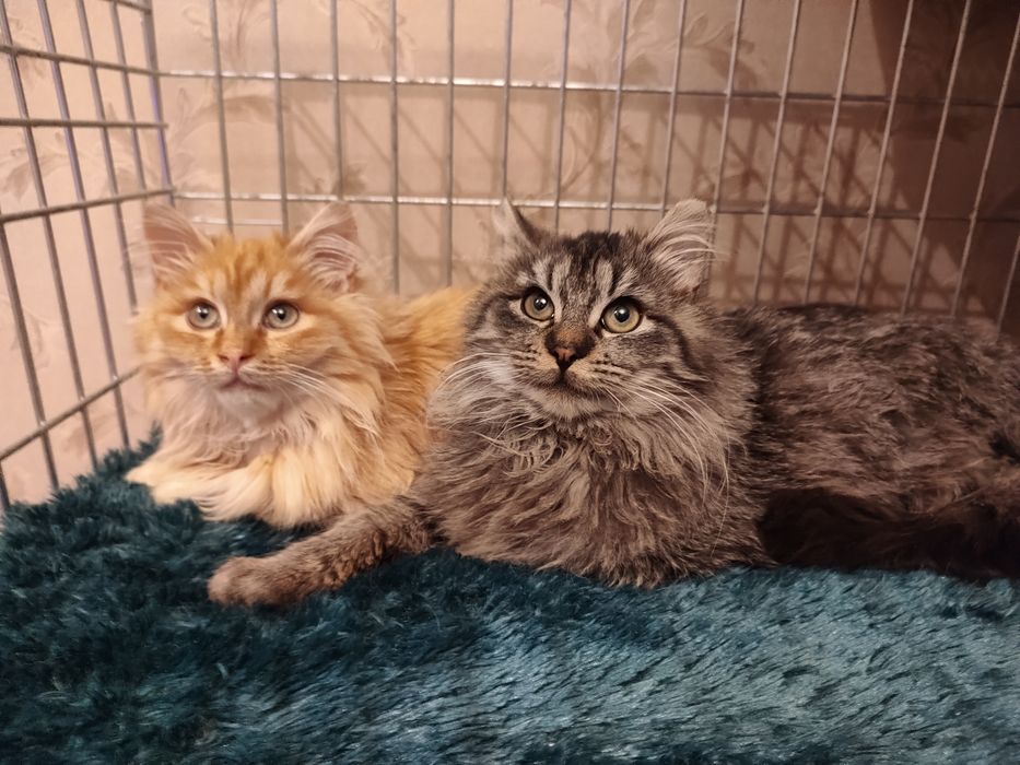 Братики Лорд та Фродо в добрі руки !