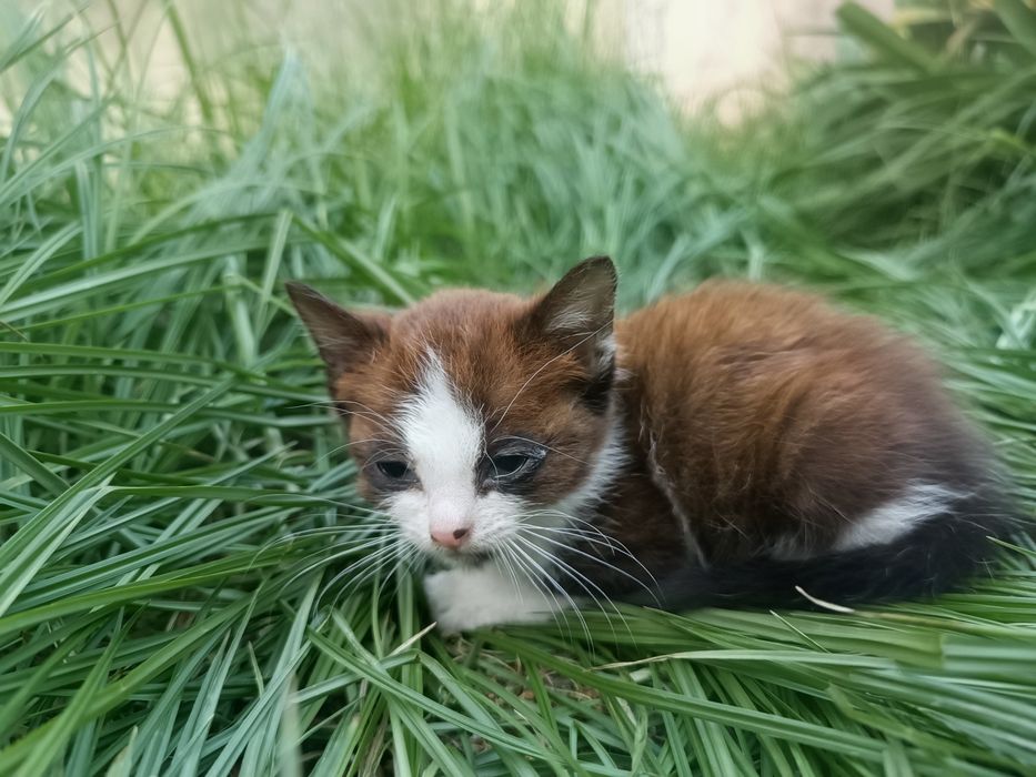Gato bebé para adoção responsável