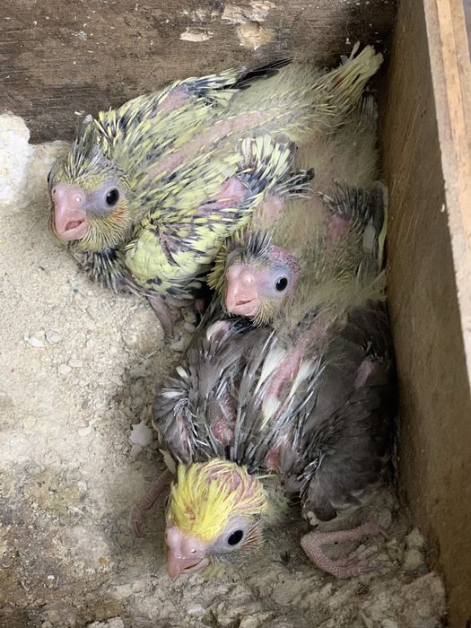 Vendo caturras adultas e bebes