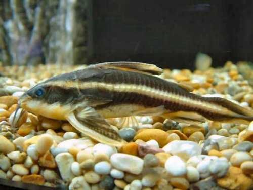 Sum liniowy Platydoras duża samica