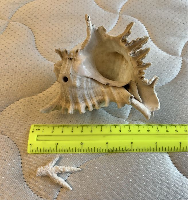 Велика океанічна Мушля та корал