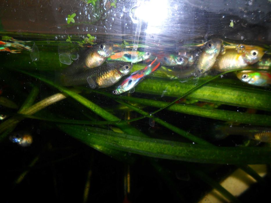 Гуппи,несколько цветовых форм.