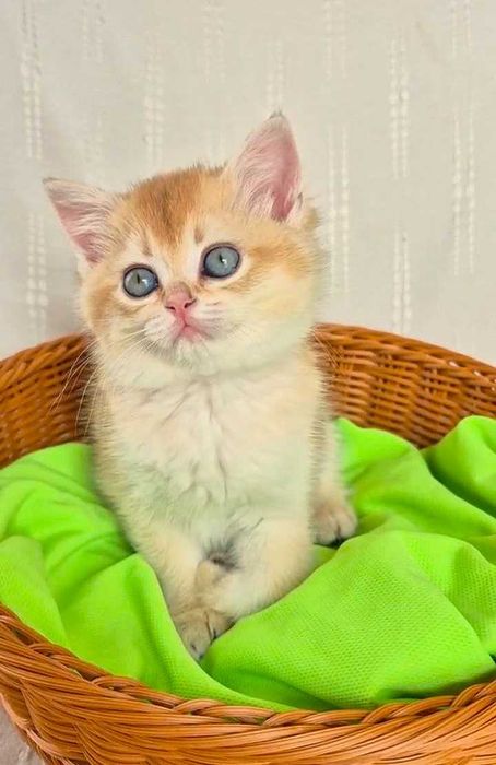 Шотландские котята (ЗОЛОТАЯ ШИНШИЛЛА)