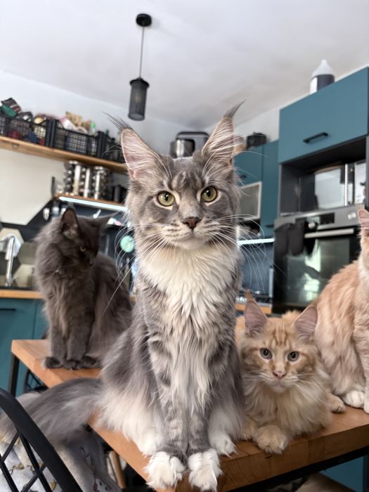 Kotka maine coon rodowod FPL