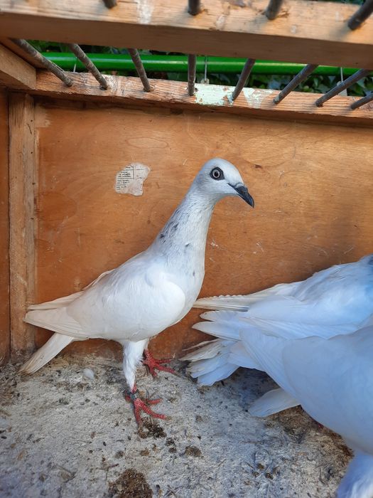 Srebrniaki wylociaki.