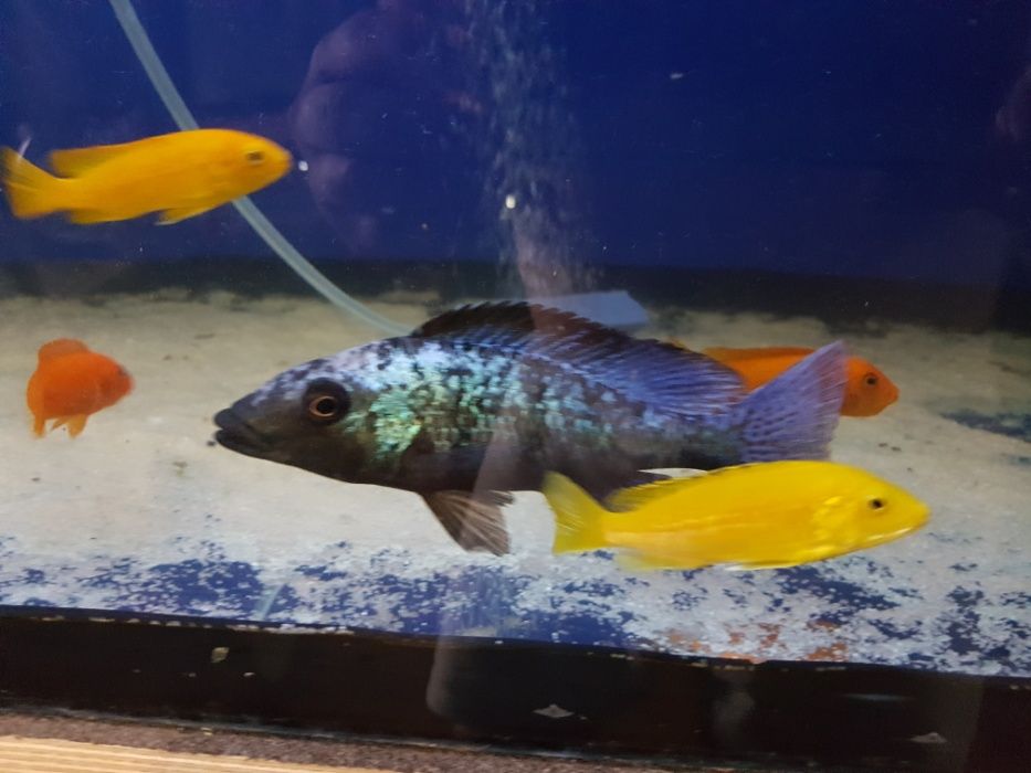 продам цихлид малавийских фото своей рыбы