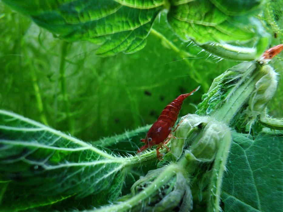 Krewetki Neocaridina Bloody Mary - czerwone