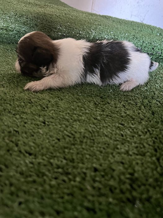 Shi-tzu excelente  macho pequenino