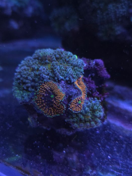 Koral ricordea florida