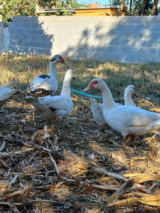Patos/as para venda