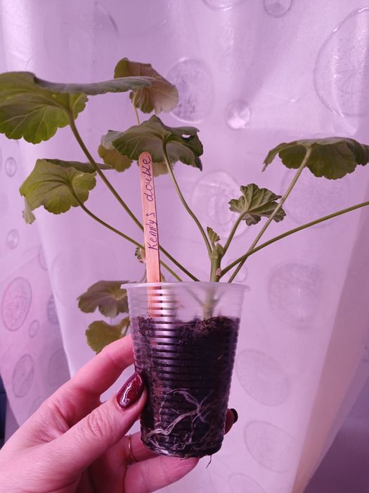 Пеларгонія сортова,  калачик