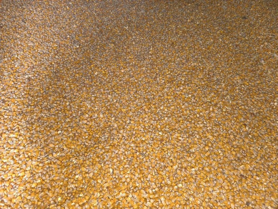 Sprzedam zboże jęczmień pszenica pszenżyto kukurydzę