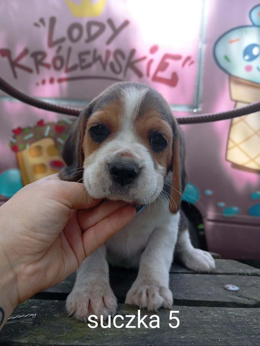 Piękna suczka Beagle