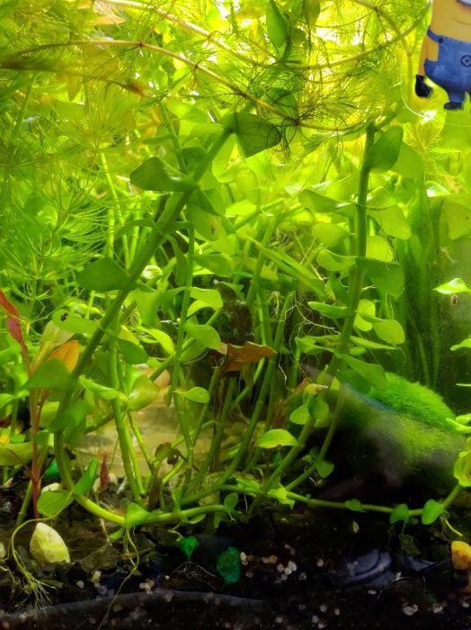 Bacopa 1 sztuka około 15 cm