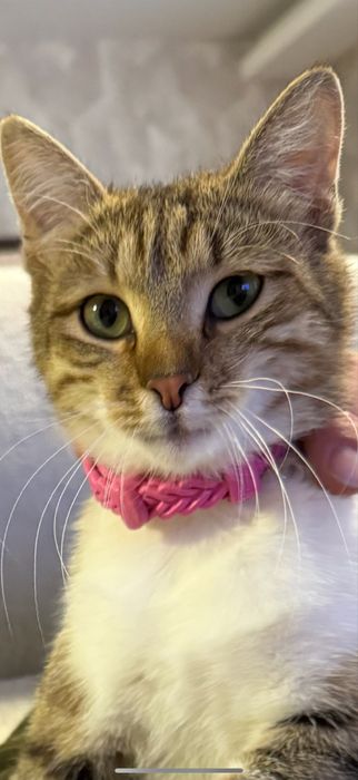 Котик в люблячу родину