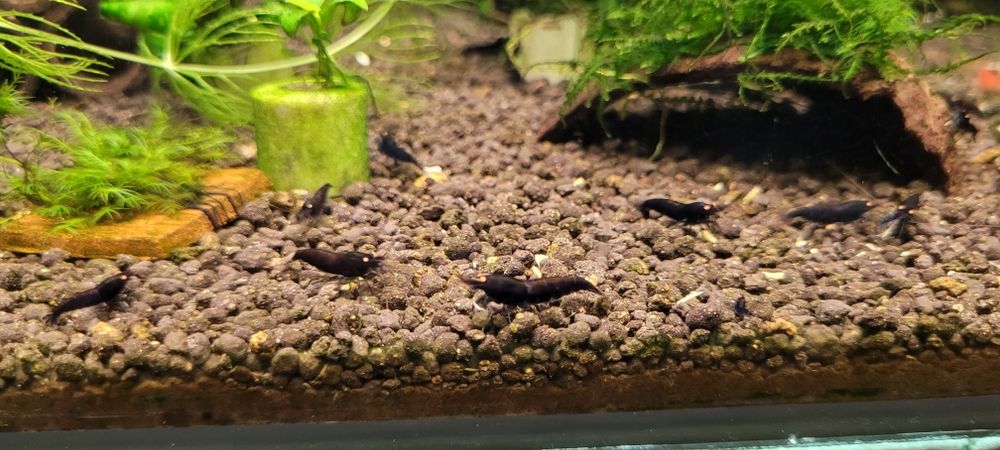 Krewetki black tiger oe