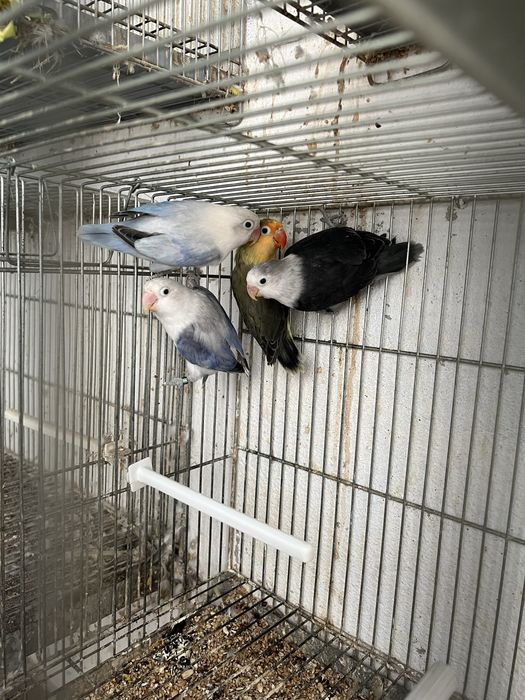 Agapornis fischers