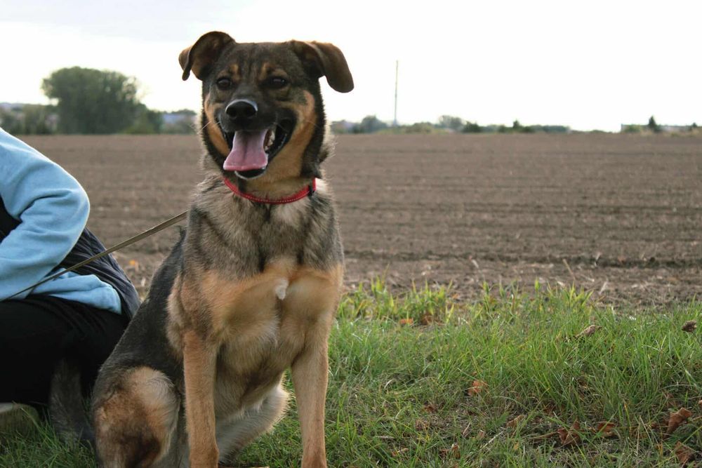 DO ADOPCJI – Kama szuka domu