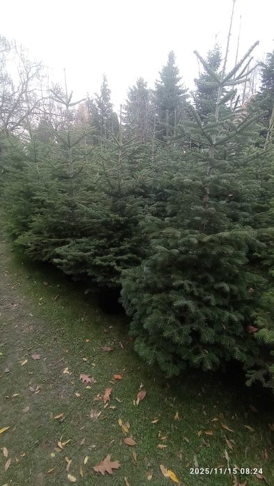 CHOINKI rezerwacja w szkółce doniczkowych roslin