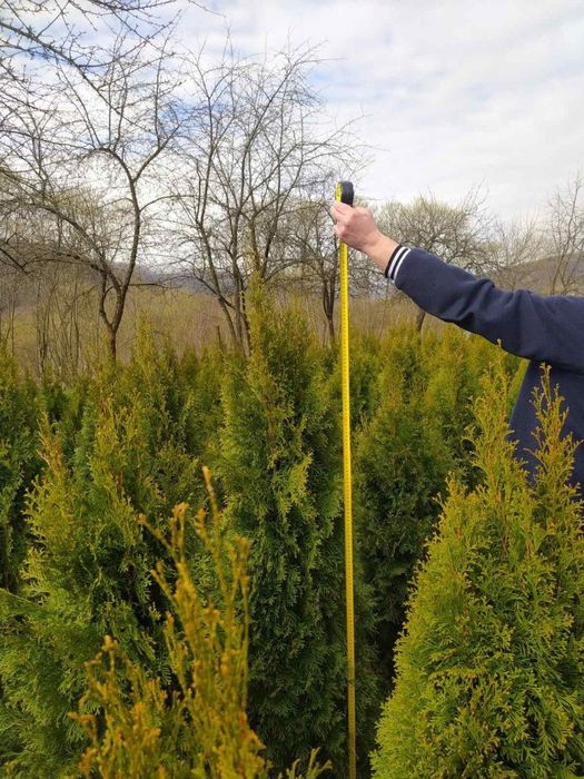 Туя смарагд і туя смарагд голд
Розплідник с. Підгородці 
Туя смарагд (