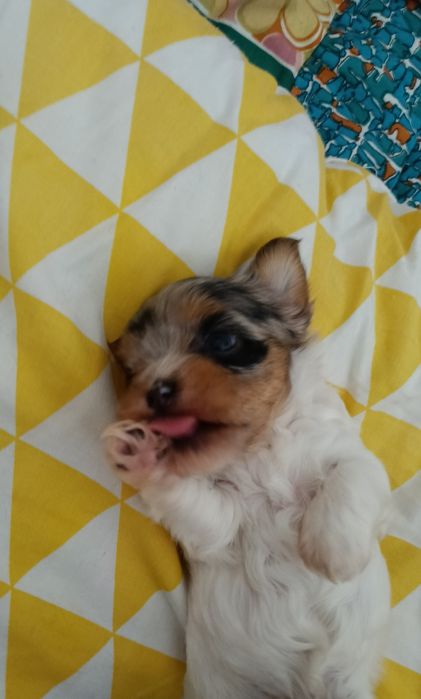 Sunia Yorkshire terrier malutka Bluebery