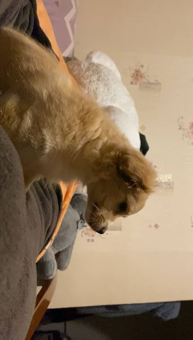 Віддам цуценя(дівчинка)