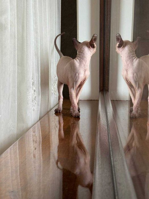 НейМоВіРниЙ Ельф