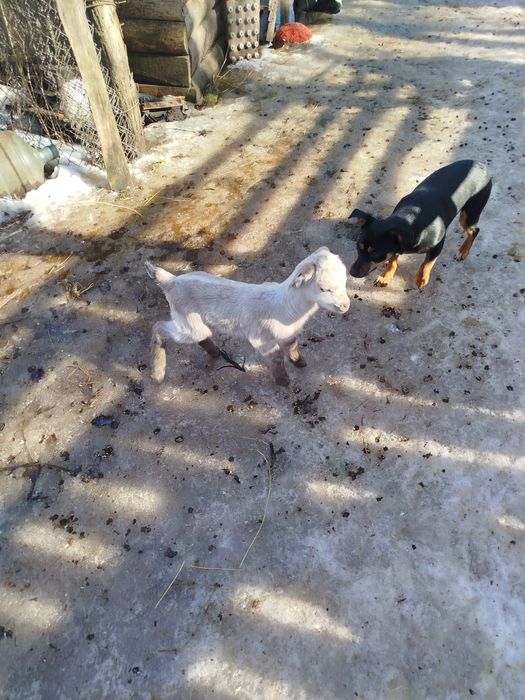 Продам Коза дойная