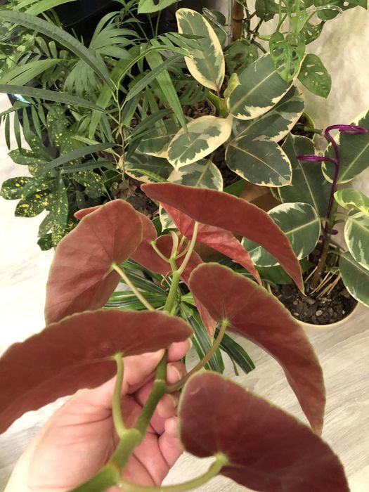 Продам красивые растения сингониумы))!