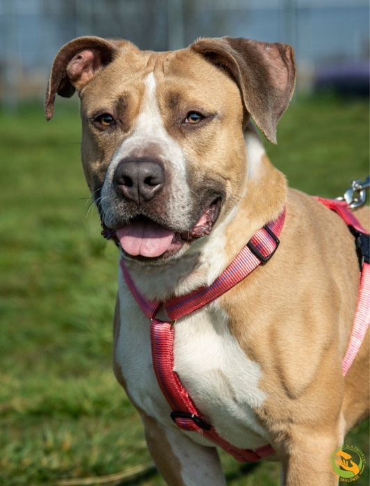 Zeus pies w typie ttb, amstaff szuka odpowiedzialnego domu