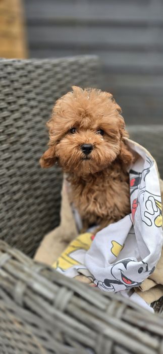 Cavapoo / dziewczynka