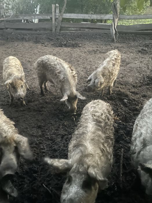 Продам свиней  монгалы