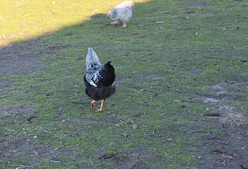 Sprzedam hoguty vayandotte.