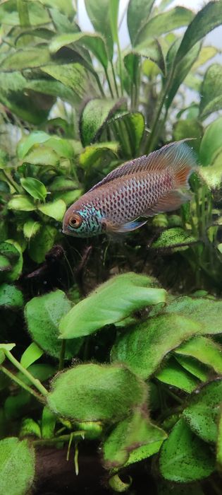 Casal Nannacara Anomala adulto