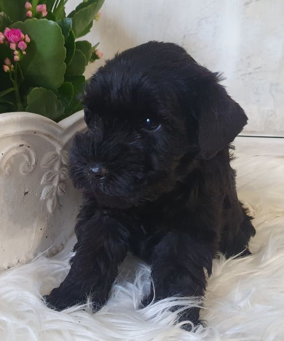 Piesek-czarny sznaucer miniaturowy