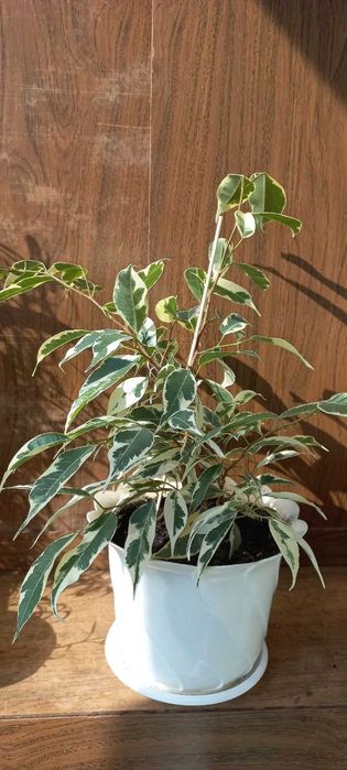 Фикус бенджамина