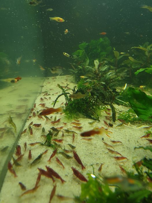 Krewetki neocaridina + gratisy