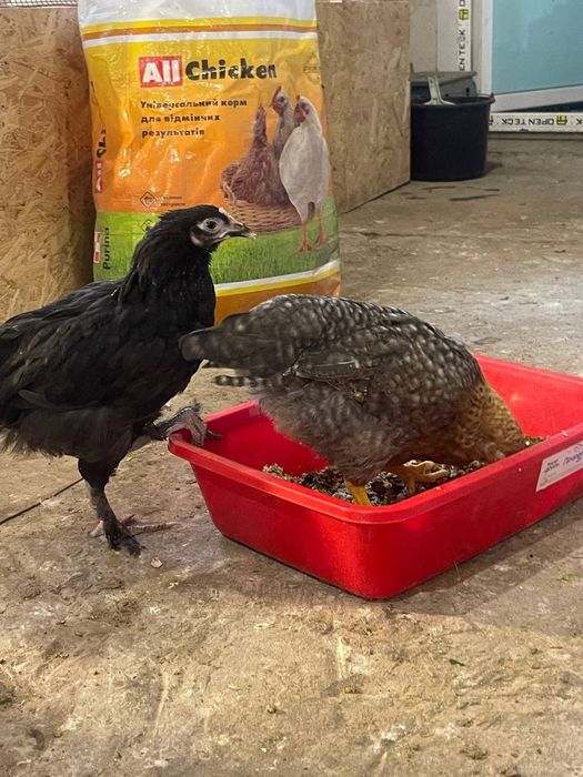 ЧМ Маран -курчата