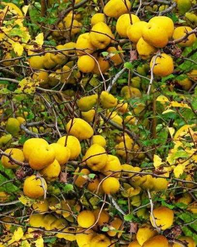 pigwowiec japoński zdrowie w Twoim ogrodzie