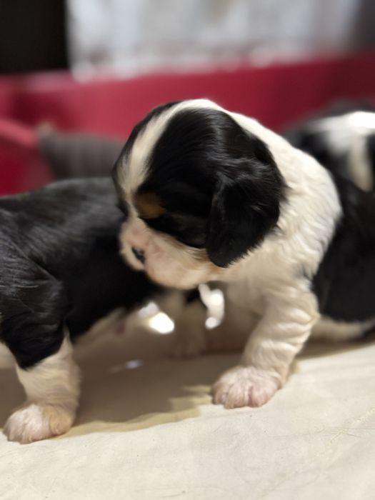 Кавалер кінг чарльз спанієль