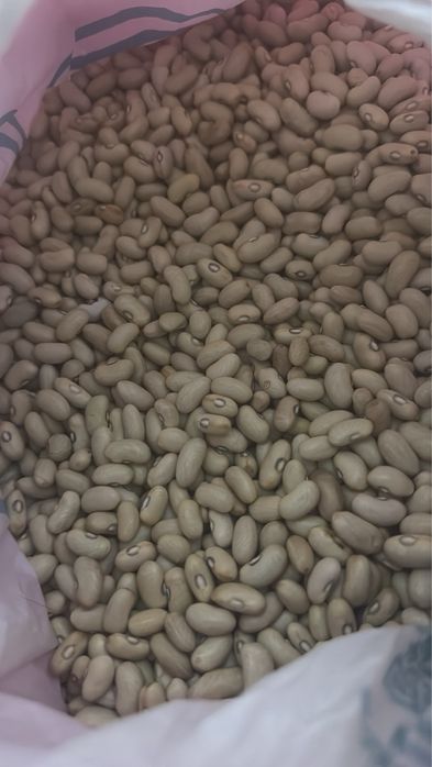 Голонасінне насіння, квасоля