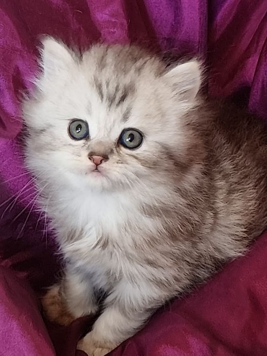 Шотландская Хайленд страйт.