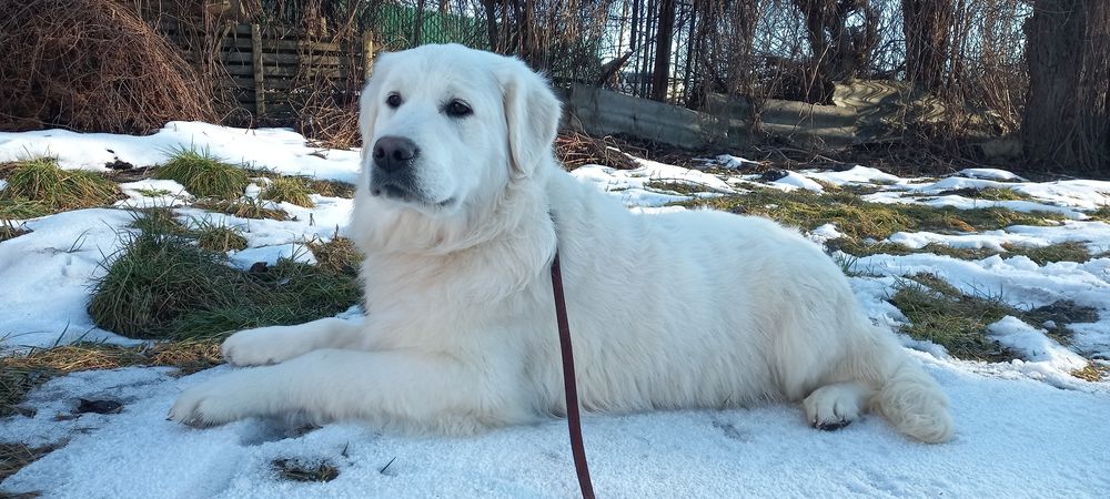 Цуценята золотистий ретрівер КСУ