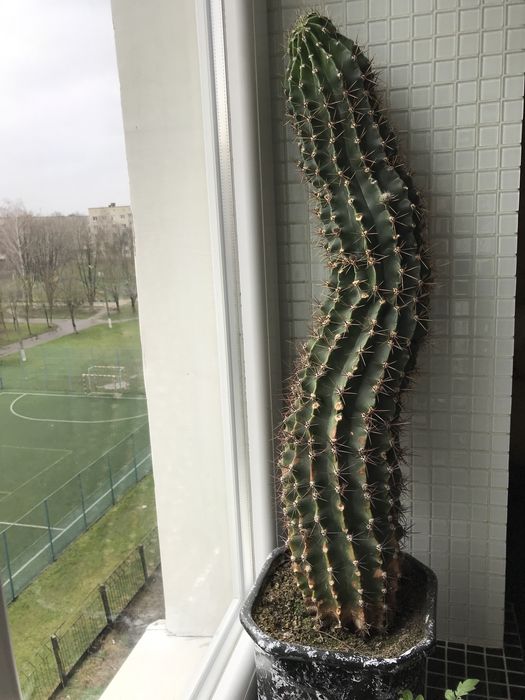 Цвітучій кактус