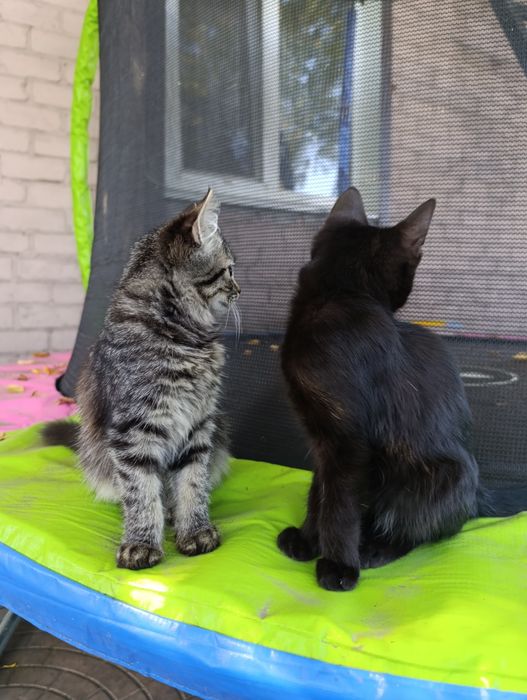 Віддам кошенят в добрі руки