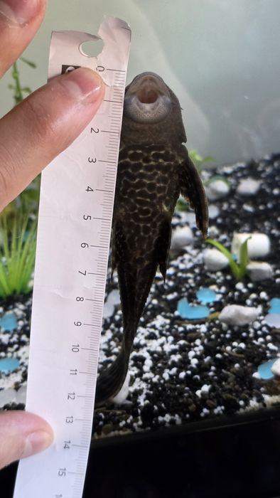 Ceder cascudos adultos